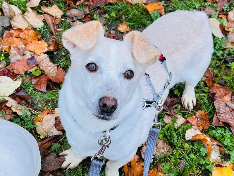 ♥MAMBO♥ auf Pflegestelle in Köln - verschmuster, anhänglicher kleiner Rüde 33 cm