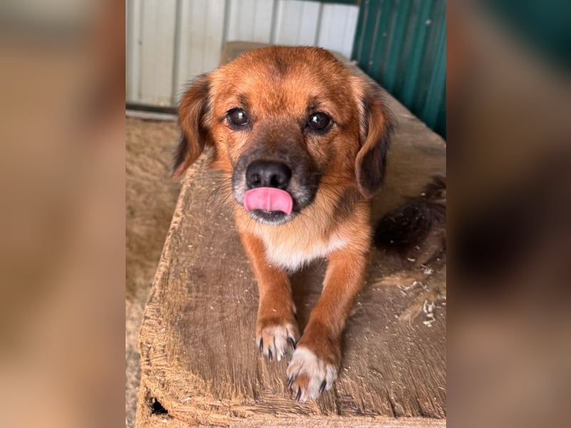 ♥TONI♥ neu auf Pflegestelle bei Köln-süßer, total liebenswerter und aufgeschlossener Rüde - klein
