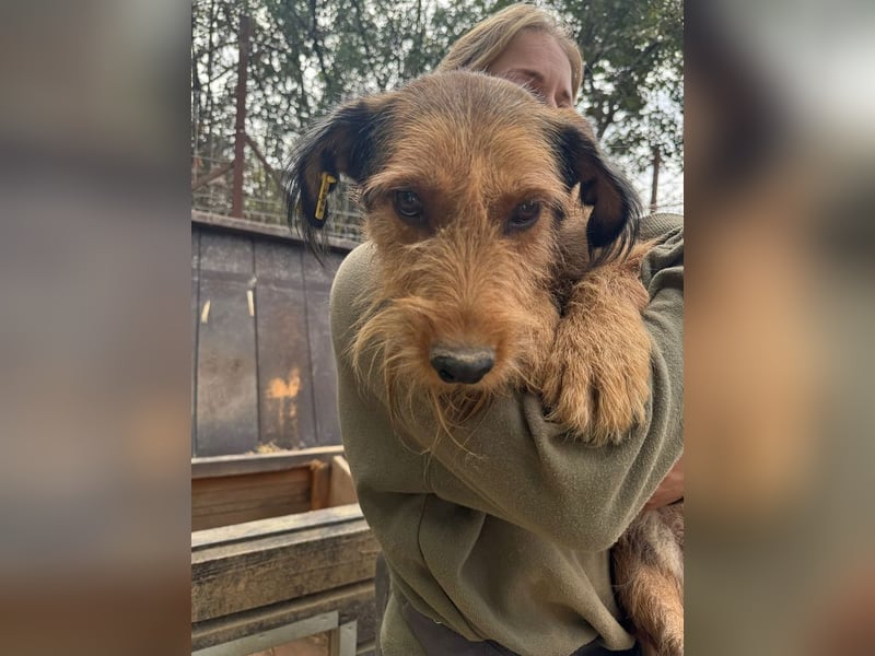 ♥FORREST♥ sensibler, sanfter, noch zurückhaltender kleiner Schatz 38 cm