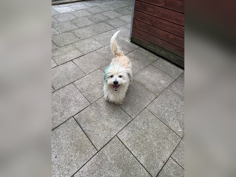 ♥YUMI♥ neu auf Pflegestelle bei Duisburg - süßer, sehr zutraulicher kleiner Wuschelmann 35cm