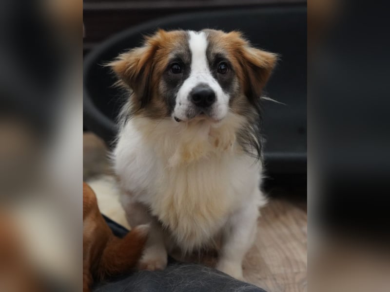 ⭐TOC⭐, süßer Kerl, Rüde, 2 Jahre, 35 cm, Mischling, Tierschutz Rumänien