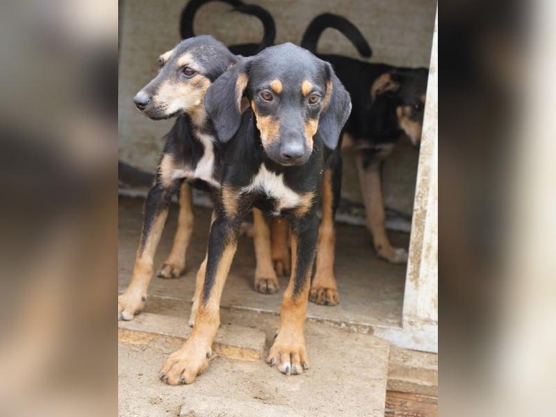 ⭐️MOLLY⭐️, verspielte Hündin, 6 Monate, 39 cm, Mischling, Tierschutz Rumänien