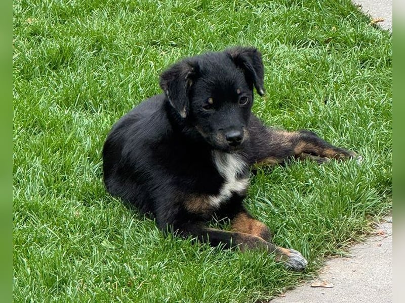 ♥BAMBU♥ auf Pflegestelle bei Köln - entzückendes, aufgewecktes Hundemädchen 37cm (wird mittelgroß)