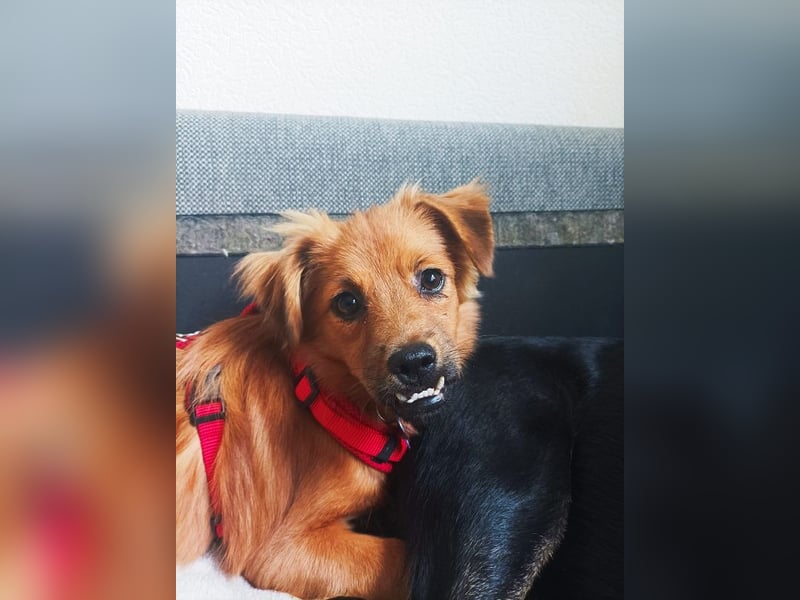 &#9829;EMMA&#9829; auf Pflegestelle bei Aachen - tolle kleine Juniorin mit dem süßen Unterbiss 31 cm (wachsend)