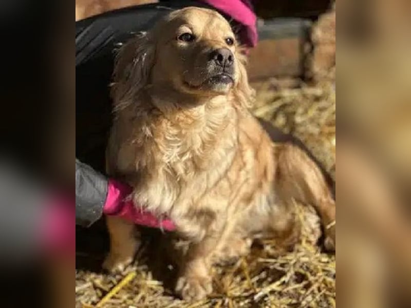 ♥COOPER♥ ab 28. Feb auf Pflegestelle bei Köln - zuckersüßer, ganz verschmuster kleiner Junghund 35cm