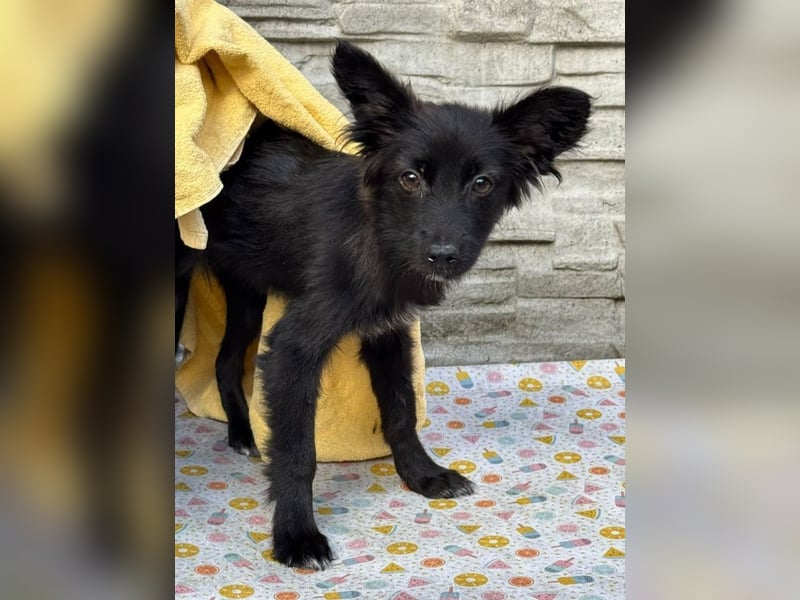 ♥TRACY♥ neu auf Pflegestelle bei Köln - zuckersüßes, verspieltes Welpenmädchen 33 cm (wachsend)