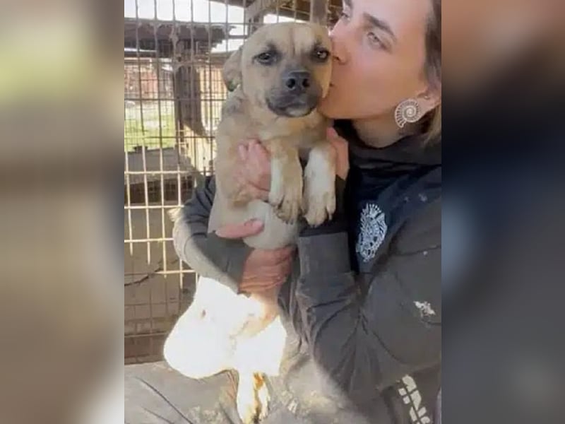 ♥KILA♥ süße, kleine, verspielte, anfangs noch zurückhaltende Junghündin 40 cm