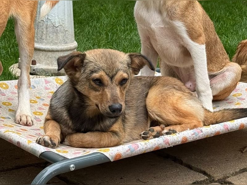 ♥FLO♥ neu auf Pflegestelle bei Köln - süßer, hübscher, noch etwas schüchterner Welpe 34cm