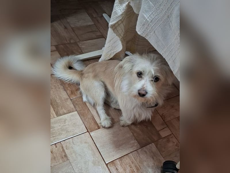 ♥FROSTY♥ neu auf Pflegestelle bei Köln - süßer, lieber, eher ruhiger kleiner Wuschelrüde 28 cm