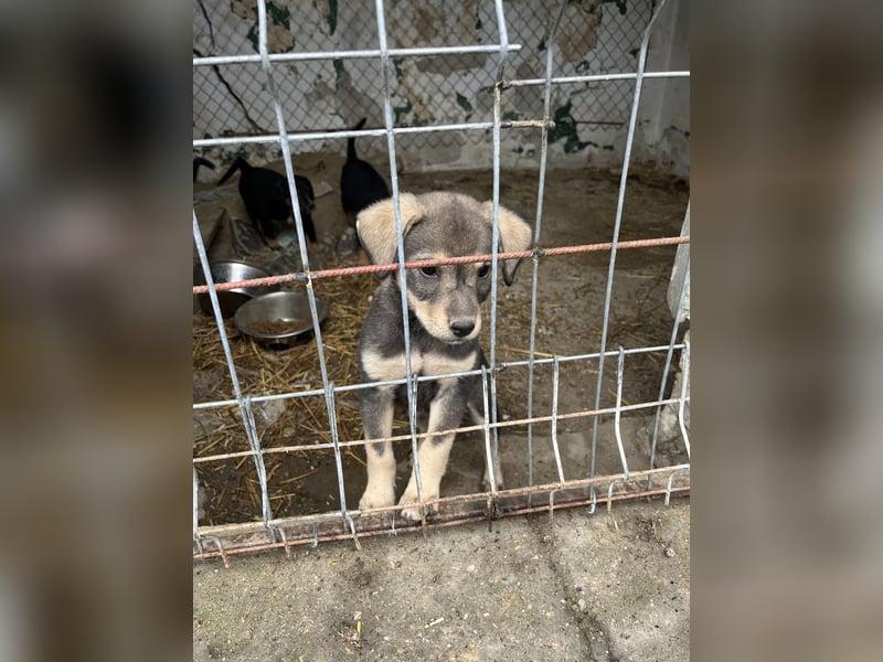 ⭐️Loop⭐️ Herzensbrecher, Welpe, 3 Monate, 18cm, Tierschutz Rumänien