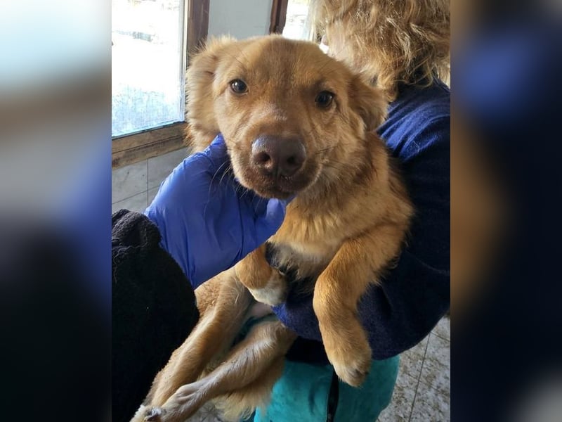 ♥MANOLO♥ süßer, knuffiger kleiner Kerl 40 cm - wird mittelgroß