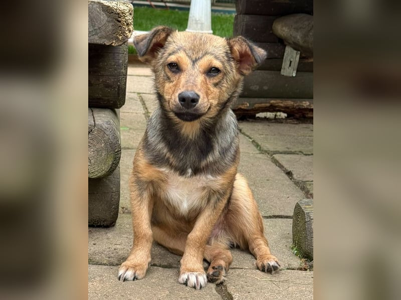 ♥FLO♥ neu auf Pflegestelle bei Köln - süßer, hübscher, noch etwas schüchterner Welpe 34cm