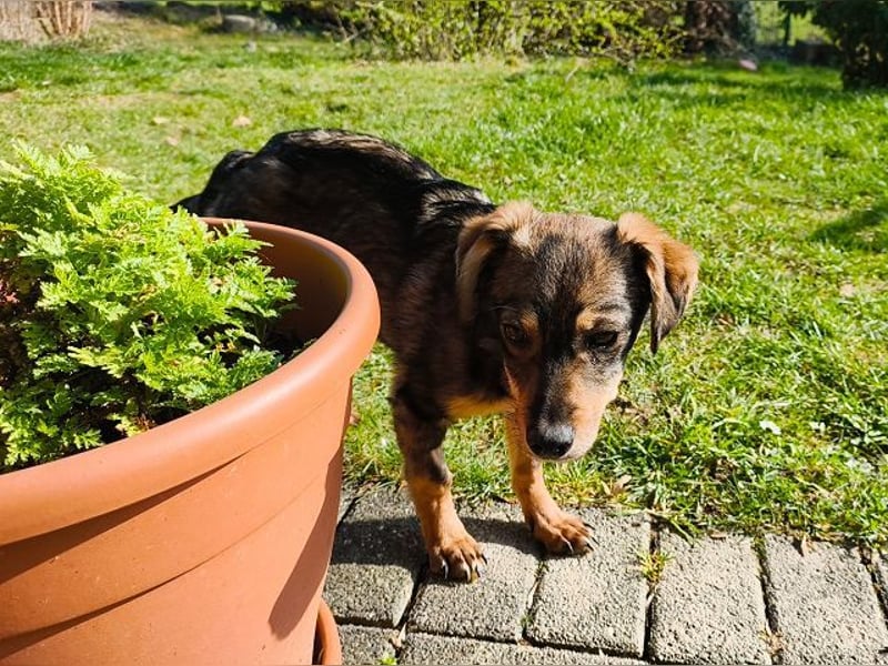 ♥HEIDI♥ auf Pflegestelle bei Köln - süße, verspielte Herzenshündin 32cm (wachsend)