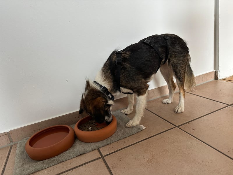 MIMI, süßes Mischlingsmädchen, Pflegestelle Köln, 10 Monate, 36 cm, Tierschutz Rumänien