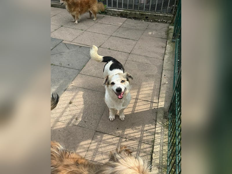 ♥TARA♥ neu auf Pflegest bei Köln-zarte,anfangs noch vorsichtige Hündin, die immer mehr aufblüht 30cm