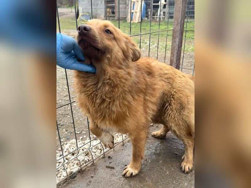 ♥MANOLO♥ süßer, knuffiger kleiner Kerl 40 cm - wird mittelgroß