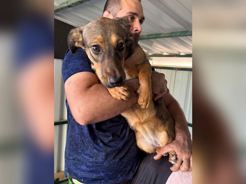 ♥MAYA♥ ab 9. Oktober auf Pflegestelle bei Köln -süße, ganz liebe, eher ruhige kleine Junghündin 33cm