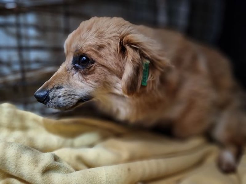 ♥LILO♥ niedliche, zarte kleine Junghündin, die in einer Quarantänebox untergebracht ist 28 cm