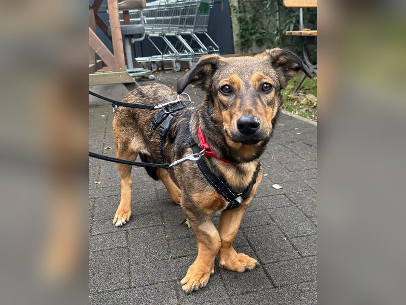 ♥MAYA♥ neu auf Pflegestelle bei Köln - süße, ganz liebe, noch unsichere kleine Junghündin 35 cm