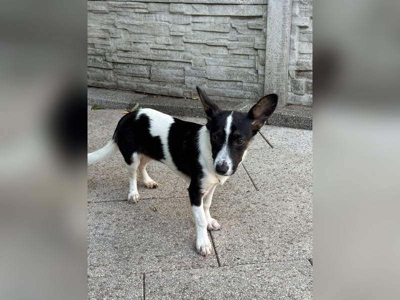 ♥TILLY♥ auf Pflegestelle bei Köln - unglaublich liebes, süßes kleines Mädchen 29cm (wachsend)