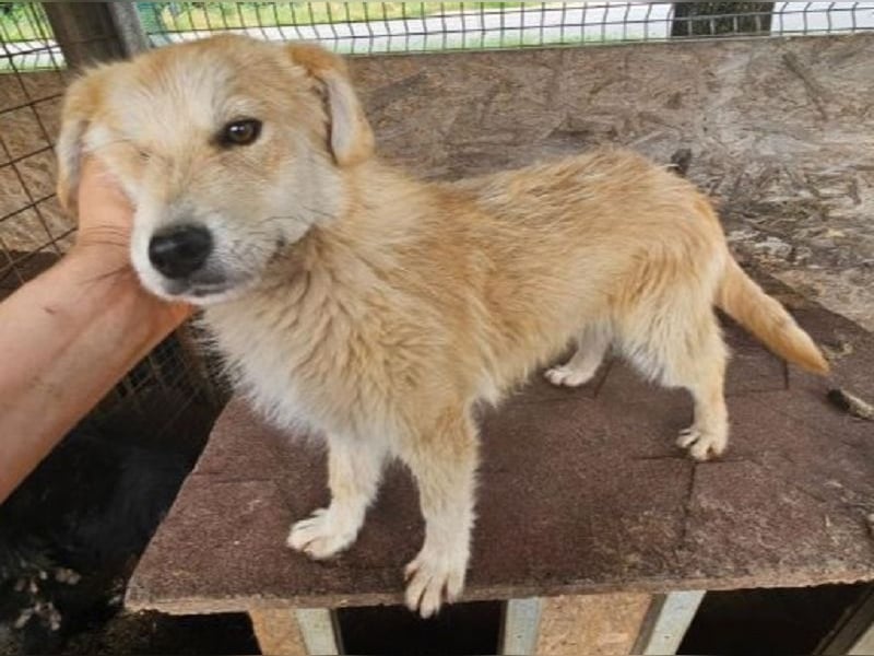♥SUNNY♥ ab 18. Jul auf Pflegest bei Köln -süße, liebe, ruhige und aufgeschlossene kleine Hündin 40cm