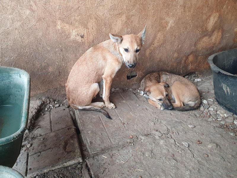 ♥LUNA♥ zuckersüße, zarte, verschmuste Welpin, die es im Winter schwer haben wird 36 cm (wachsend)