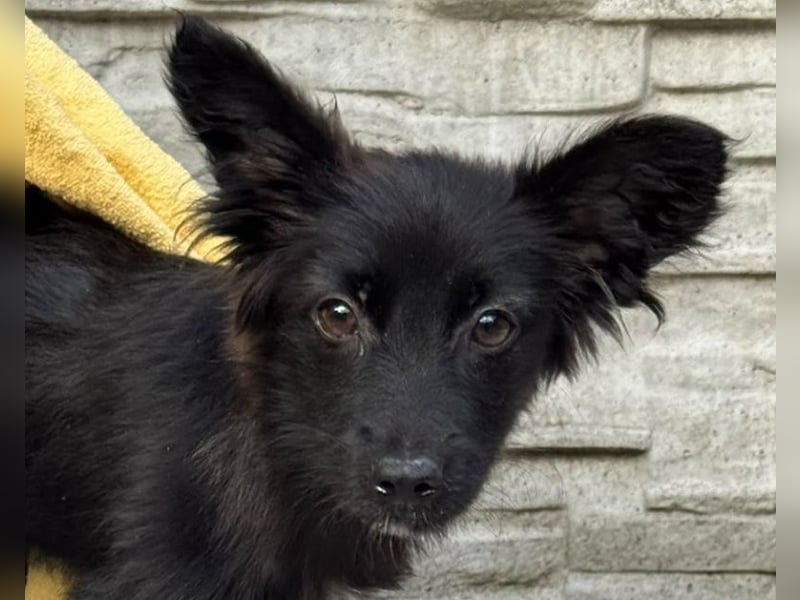 ♥TRACY♥ neu auf Pflegestelle bei Köln - zuckersüßes, verspieltes Welpenmädchen 33 cm (wachsend)