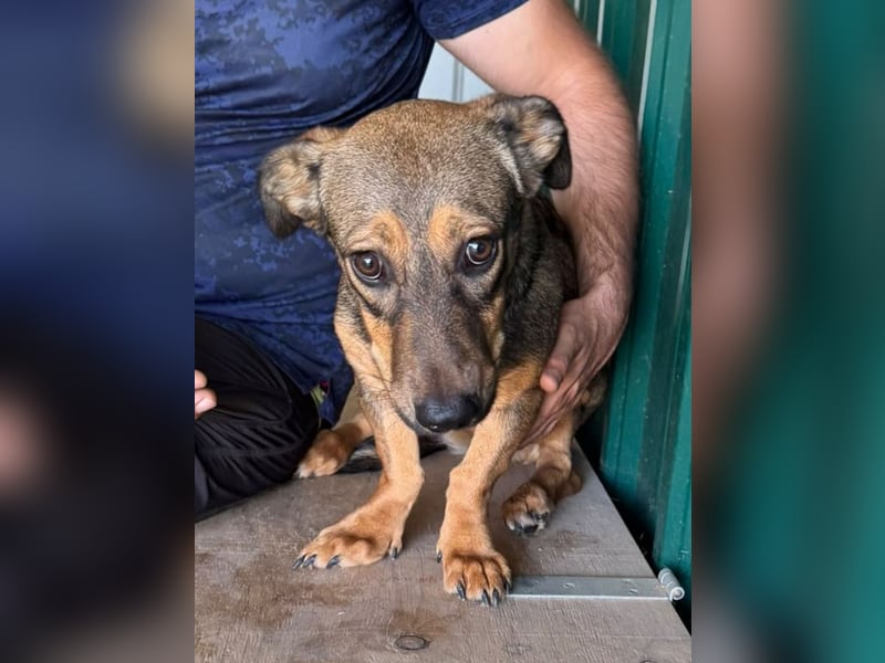 ♥MAYA♥ ab 9. Oktober auf Pflegestelle bei Köln -süße, ganz liebe, eher ruhige kleine Junghündin 33cm