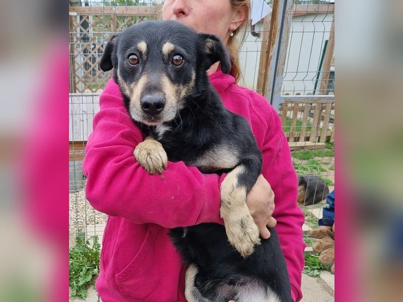 ♥LAURIN♥ süßer, noch zurückhaltender kleiner Rüde, der im Tierheim völlig überfordert ist 35 cm