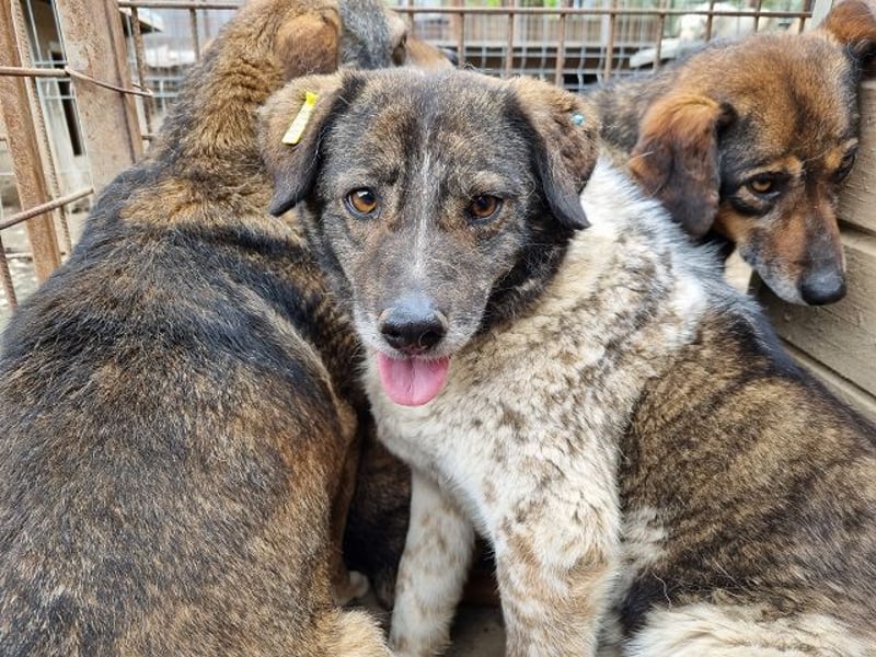 ♥DREAMIE♥ hübsche, sanftmütige, bescheidene Seele von einem Hund 40 cm