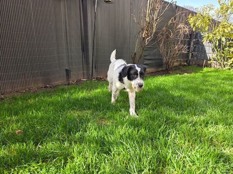 ♥ELSA♥ am 1. März im WDR Tiere suchen ein Zuhause - niedliche, verspielte Welpin 40 cm