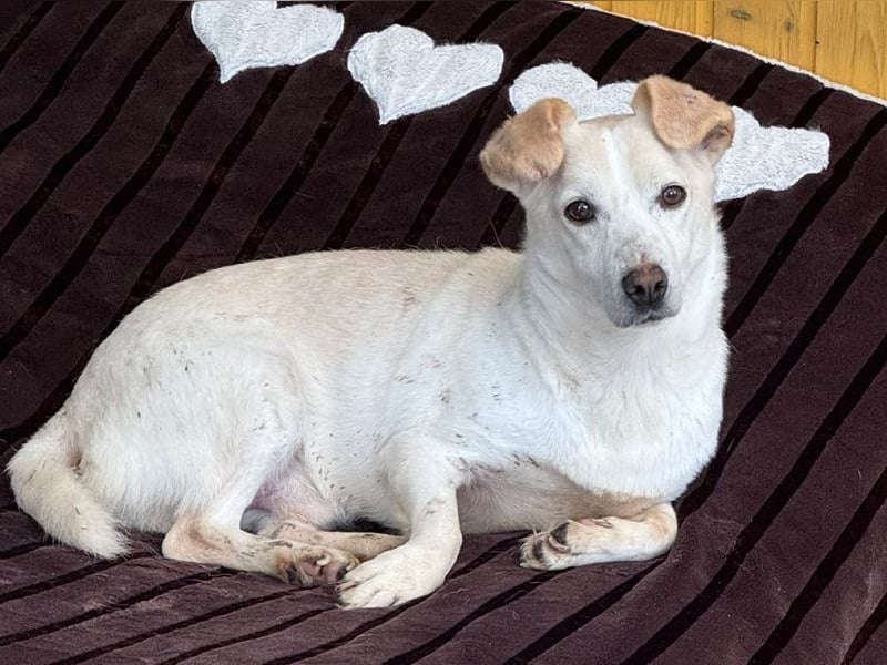 ♥MAMBO♥ auf Pflegestelle in Köln - verschmuster, anhänglicher, unkomplizierter Rüde 33 cm