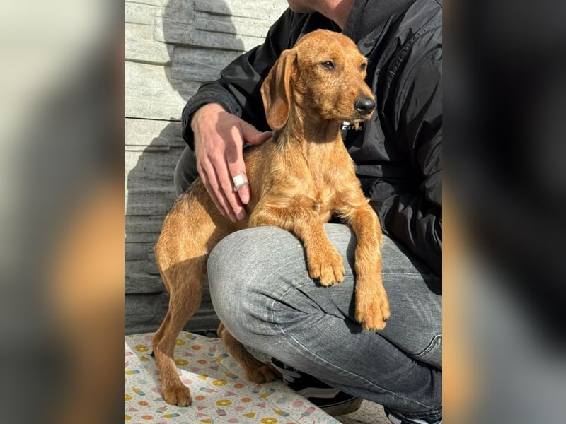 ♥COSMO♥ neu auf Pflegestelle bei Köln - süßer, verspielter kleiner Welpenbub 33 cm (wachsend)