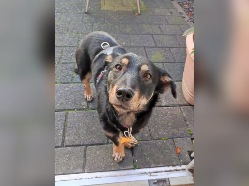 ♥MIMMI♥ am 1. März bei Tiere suchen ein Zuhause-süße, verschmuste,zutrauliche Dackel-Mix-Hündin 36cm