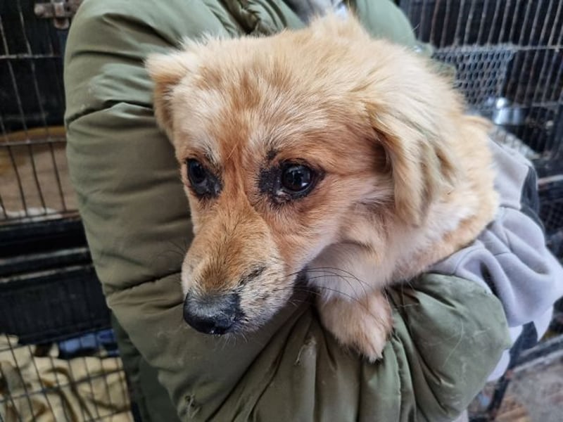 ♥LILO♥ niedliche, zarte kleine Junghündin, die in einer Quarantänebox untergebracht ist 28 cm
