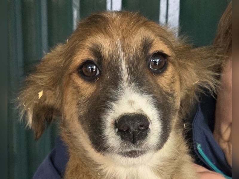 ♥JANI♥ niedlicher, verspielter kleiner Welpenbub mit der besonderen Fellfärbung 30 cm (wachsend)