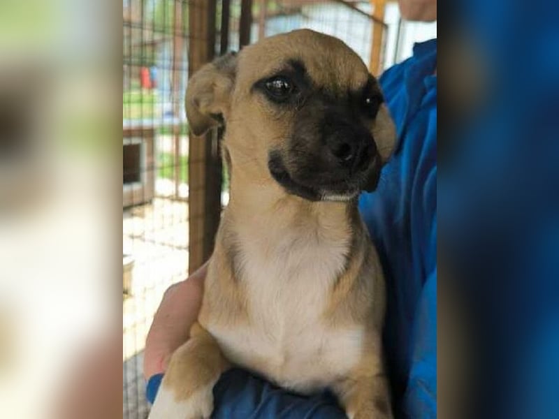 ♥KILA♥ süße, kleine, verspielte, anfangs noch zurückhaltende Junghündin 40 cm