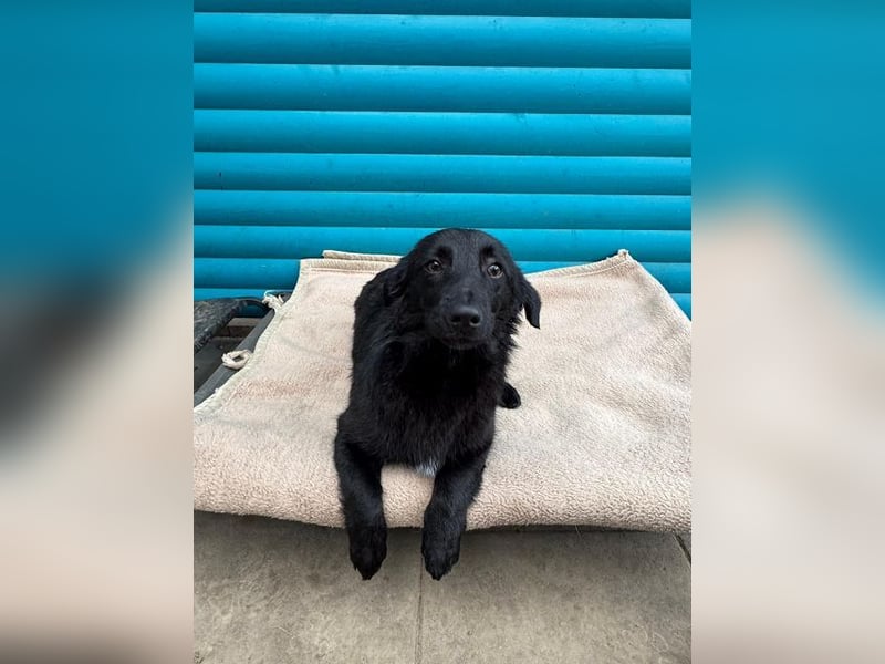 ♥LUGH♥ neu auf Pflegestelle bei Duisburg - süßer, ganz zutraulicher Junior 35 cm (bleibt kleiner)