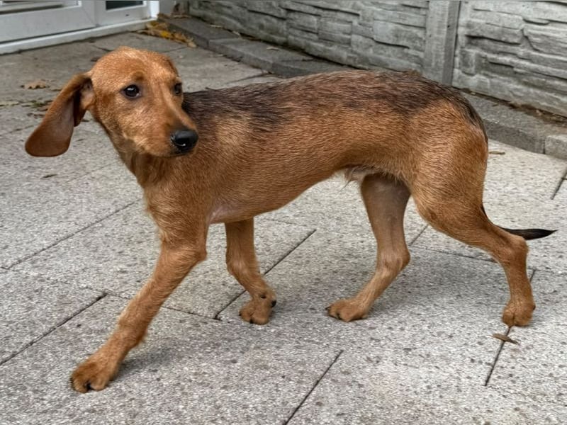 ♥COSMO♥ neu auf Pflegestelle bei Köln - süßer, verspielter kleiner Welpenbub 33 cm (wachsend)