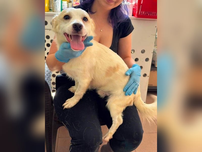 ♥BILLY♥ ab 15. Aug auf Pflegestelle bei Köln-verspielter, menschenbezogener echter Sonnenschein 35cm