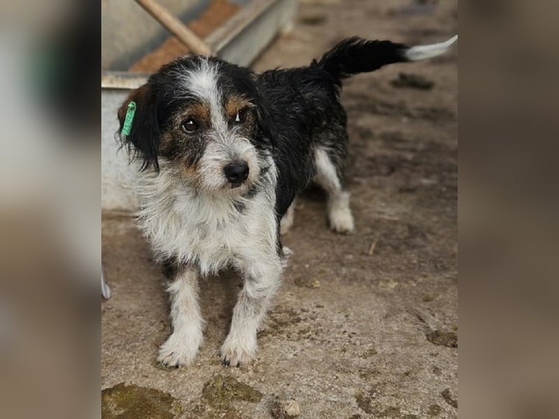 ♥BALU♥ ab Anfang Nov auf Pflegestelle bei Köln - zuckersüßer, verschmuster kleiner Rüde 30 cm