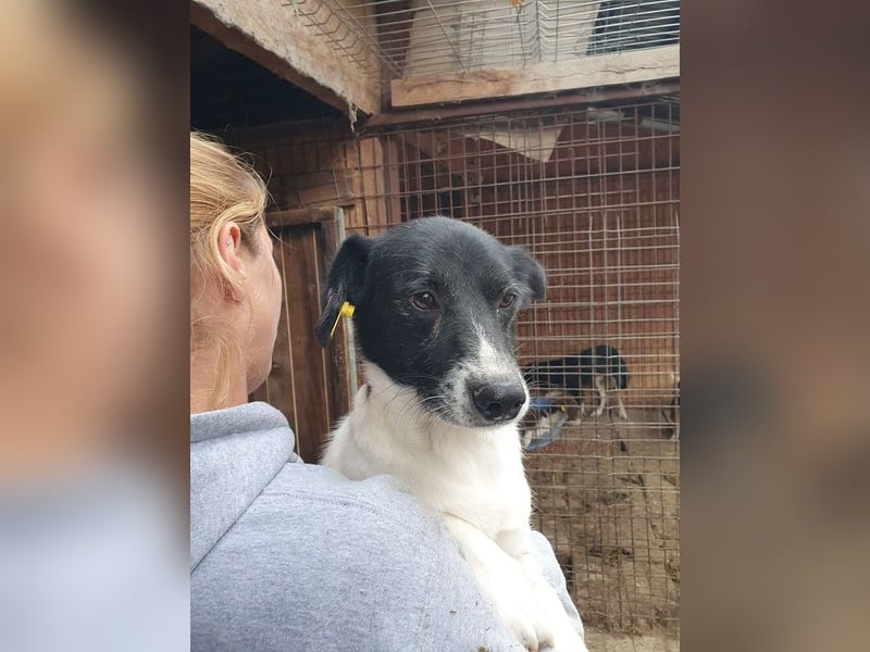 ♥TABASCO♥ sanfter, ganz zutraulicher, ruhiger kleiner Herzenshund 37 cm