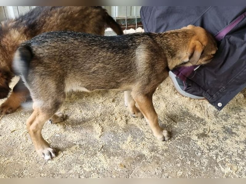 ♥CAPPUCCINO♥ süßer Welpe, der Offenheit, Freundlichkeit und ganz viel Lebensfreude mitbringt 39cm
