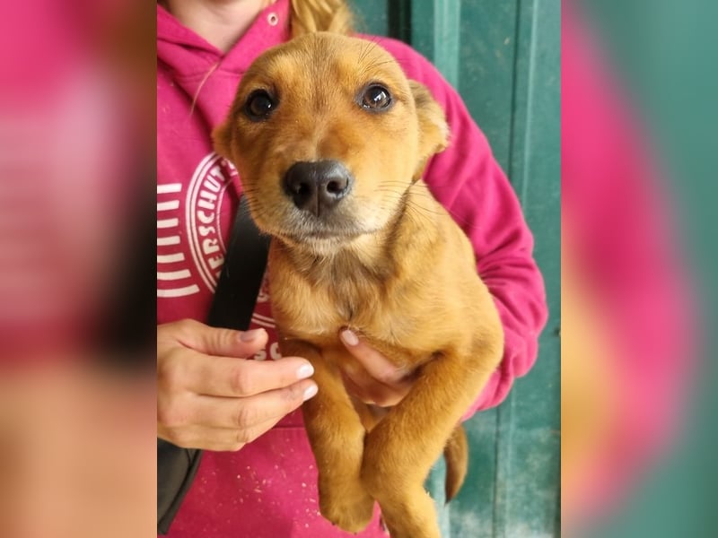 ♥VERONA♥ süßes, fuchsfarbenes noch etwas vorsichtiges kleines Mädchen 32 cm (wachsend)