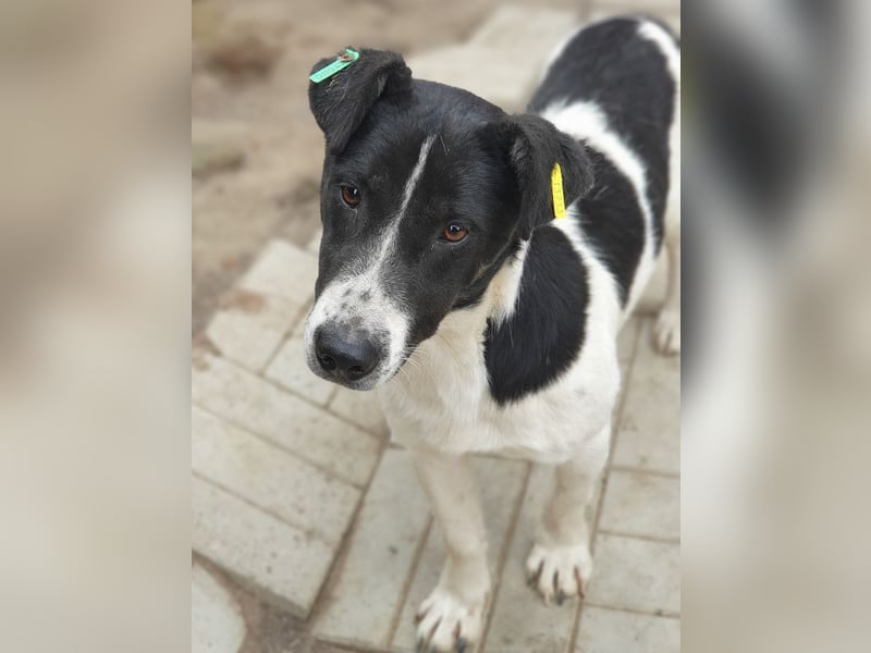 ♥RINGO♥ zuckersüßer, ruhiger kleiner sanfter Schatz 38 cm