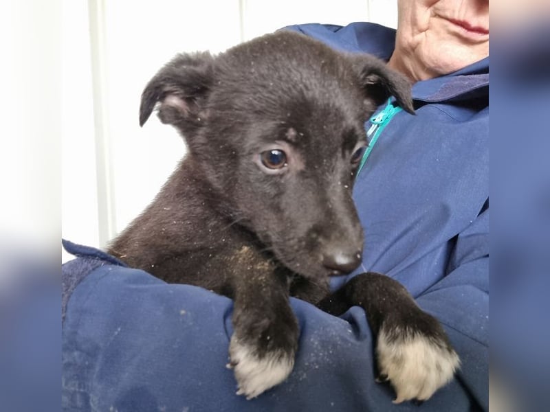 ♥FIETE♥ zuckersüßer, verspielter Welpenbub 26 cm (wachsend)