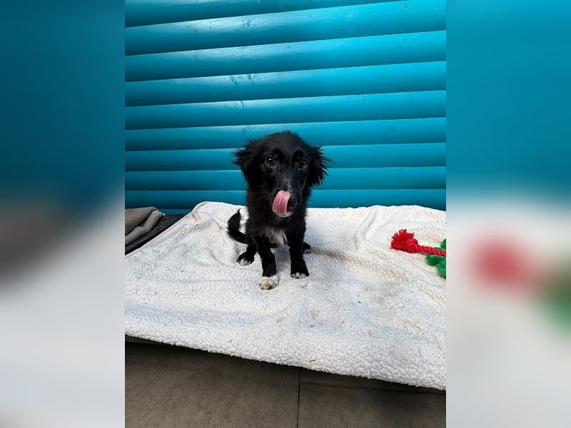 ♥TOKIO♥ auf Pflegestelle bei Köln - zuckersüßer, verspielter kleiner Welpe 28 cm