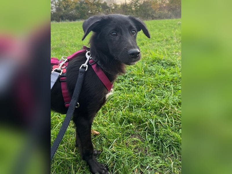 ♥CHICO♥ auf Pflegestelle in Köln - zuckersüßer, verschmuster, sanfter Junior 38 cm