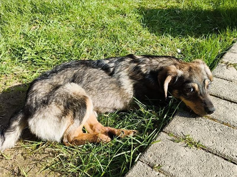 ♥HEIDI♥ auf Pflegestelle bei Köln - süße, verspielte Herzenshündin 32cm (wachsend)