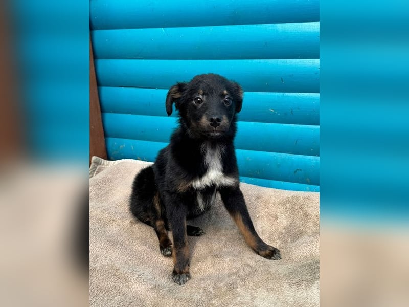 ♥BAMBU♥ auf Pflegestelle bei Köln - entzückendes, verspieltes Hundemädchen 37cm (wird mittelgroß)